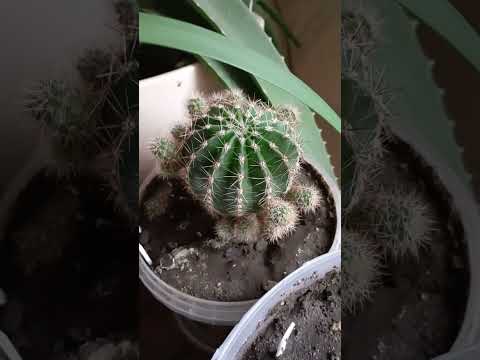 Видео: Хлорофитум в ударе!!! Фиалки в цветах!!!