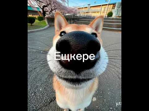 Видео: Собака с надписью ещкере под песню женщина я не танцую 1 час