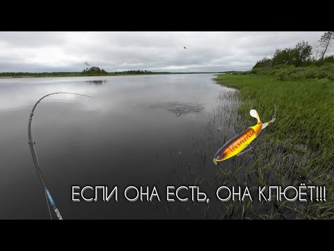 Видео: ЭТА ПРИМАНКА РАБОТАЕТ !?#рыбалка #щука #спининг #fishing #pike #pikefishing #perch