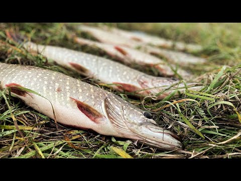 Видео: КАСТМАСТЕР РВЁТ ЩУК | Осенняя рыбалка на спиннинг | Ловля хищницы на железо