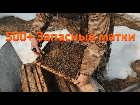 Видео: 500+ Выставили пчел. Проблемные семьи и резервные матки.