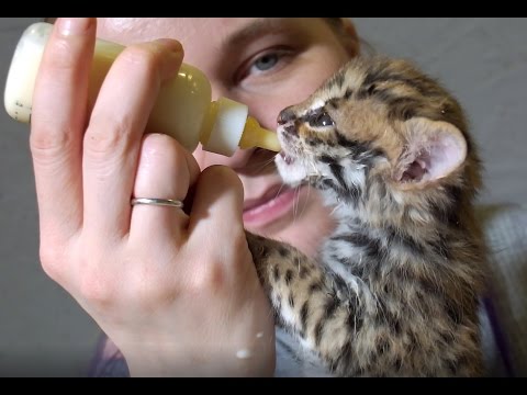 Видео: Детский сад! Растим котят и сурикатят. Wild kittens.