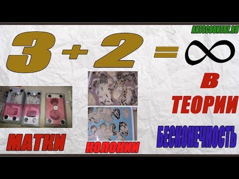 Видео: 3+2 Или Бесконечное получение муравьиных колоний  Возможно ли?