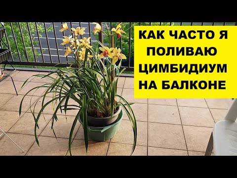 Видео: КАК ЧАСТО Я ПОЛИВАЮ ЦИМБИДИУМ НА БАЛКОНЕ В НОВОЙ ЗЕЛАНДИИ