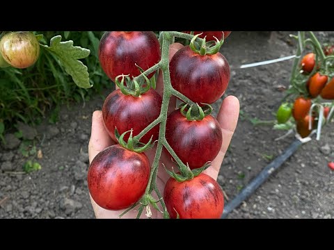 Видео: Обзор сортов черри из Сказочной серии
