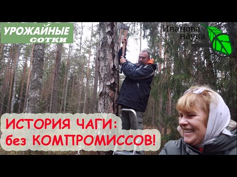 Видео: ВСЁ о ЧАГЕ в 1 ВИДЕО: зачем собирать, где искать, как добывать, как хранить, готовить и принимать.