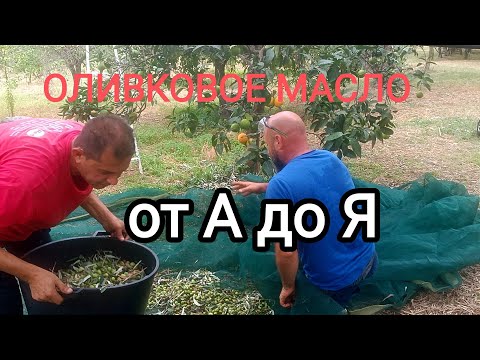 Видео: 52.  Всё о сборе оливок.  От сбора урожая до оливкового масла.