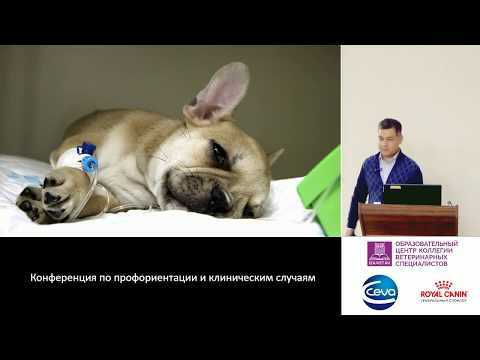 Видео: 19 - Мендоса С. Л. - Менеджмент ветеринарной клиники