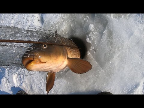 Видео: УДАЧНАЯ РЫБАЛКА НА ХАПУГИ...ТОЛЬКО ПРИЕХАЛ И СРАЗУ ВЫХВАТИЛ ХОРОШЕГО САЗАНА...