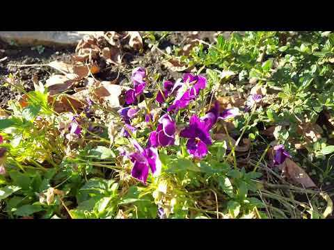 Видео: Багаторічники з яскравим листям🍁🍂