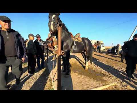 Видео: МЕРКЕ МАЛ БАЗАРЫ ЖЫЛКЫЛАР БАГАЛАРЫ 10.10.2024