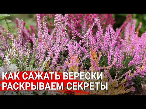 Видео: Как сажать верески - раскрываем секреты