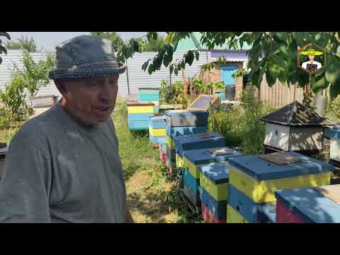 Видео: Технологія роботи з відводками ПОВНИЙ ЦИКЛ 2024. Пасіка Величко