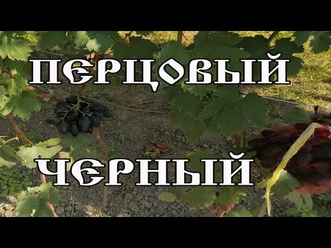 Видео: Перцовый черный 20250910