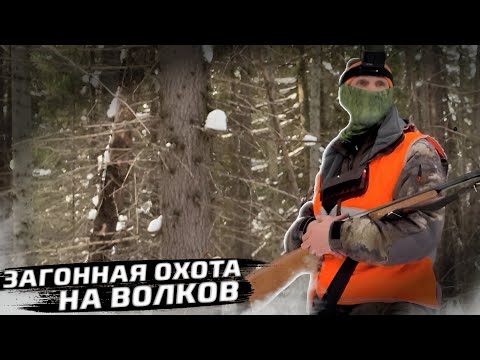 Видео: Загонная Охота на Волков.