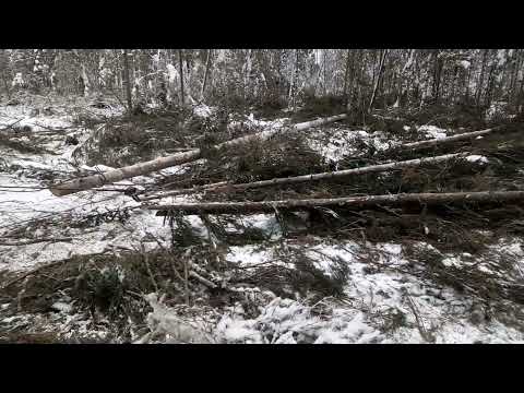 Видео: МтЗ-82.1 с лебёдкой. Трелёвка леса.