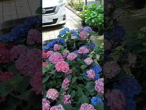 Видео: ГОРТЕНЗИЯ АДУЛА Пурпл и Пинк