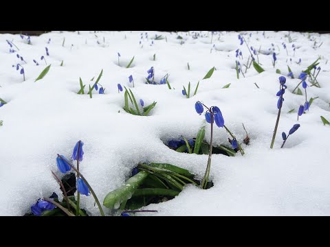 Видео: Глупые снежинки Ю  Шатунов