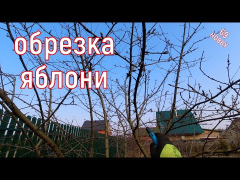 Видео: Обрезка яблони! Восьмилетка! Подробно!