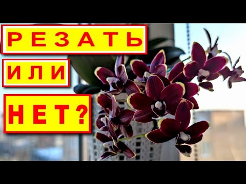 Видео: РЕАНИМАЦИЯ ФАЛЕНОПСИСА ТАЙСУКО КОБОЛЬД Phalaenopsis TAISUKO KOBOLDС РЕЗУЛЬТАТОМ за ПОЛТОРА ГОДА!!!