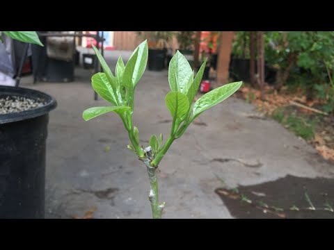 Видео: Как привить авокадо в контейнерах