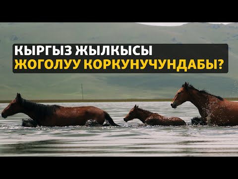 Видео: Кыргыз жылкысы жоголуу коркунучундабы? | ДАНИСТЕ