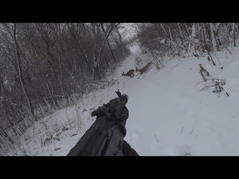 Видео: Охота на косулю / загонная и трудовая / закрытие сезона / Hunting