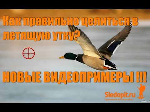 Видео: Как целится в летящую утку 2! НОВЫE СУПЕРВИДЕО С ПРИМЕРАМИ!!!