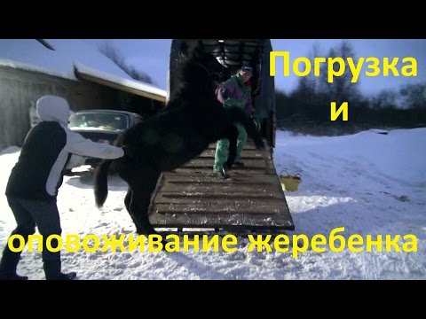Видео: Погрузка жеребёнка в коневоз. Оповоживание.