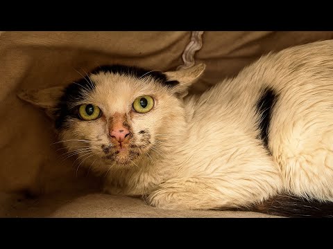 Видео: Кошка нападала на людей.. До усыпления оставалось 3 дня. Женщина узнала её прошлое и не смогла.