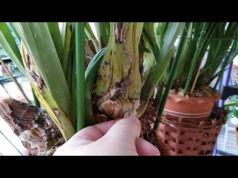 Видео: Цимбидиум.После покупки.Цикл2 .На что мы должны обратить внимание .