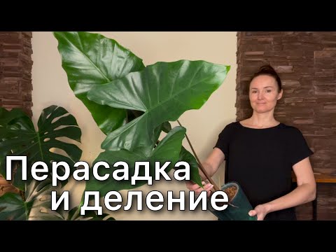 Видео: Размножение гигантской АЛОКАЗИИ СУМО. Пристволовые детки. Укоренение в воде. Alocasia Sumo