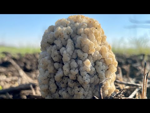 Видео: Степные СМОРЧКИ - золото степей. Не без приключений тихая охота 2022
