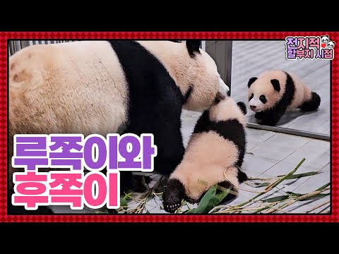 Видео: (SUB) Мама-панда занята воспитанием безрассудных панд-близнецов 🐼│Мир панд