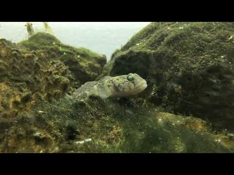 Видео: Лиман в аквариуме (бычки )/Estuary in the aquarium (gobies)