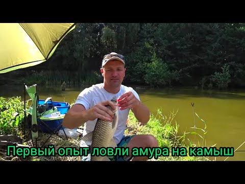 Видео: ЛОВЛЯ АМУРА НА КАМЫШ, НАШ ПЕРВЫЙ ОПЫТ.