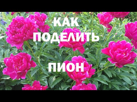 Видео: Деление куста пиона. Легко и просто.