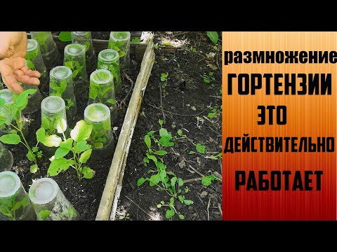 Видео: Размножение гортензии. Это действительно работает.