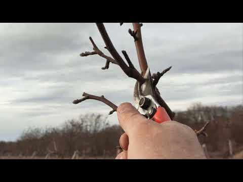 Видео: Обрізка яблуні .  Основні помилки. (Pruning an apple tree)