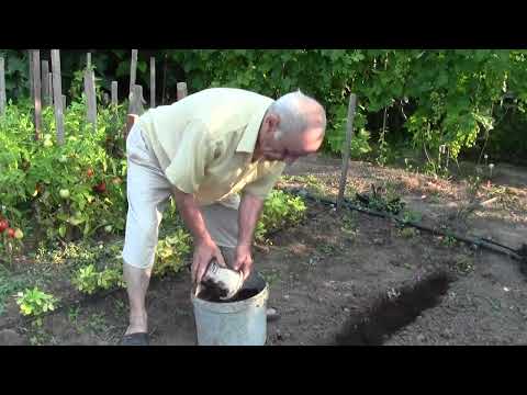 Видео: Посадка шелковицы из семян.Летняя посадка.