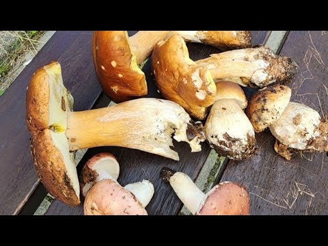 Видео: 2025 Gdynia, PL. Грибы