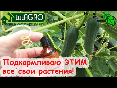 Видео: ЭТА ДЕШЕВАЯ ПОДКОРМКА ВСЕХ РАСТЕНИЙ ТВОРИТ ЧУДЕСА! Подкормите так сад и огород для большой ПОЛЬЗЫ!