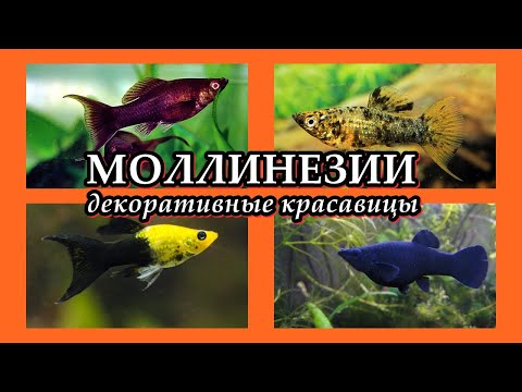 Видео: МОЛЛИНЕЗИИ - Декоративные красавицы