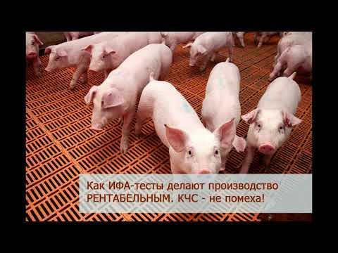 Видео: Как снизить риски КЧС и поднять рентабельность производства с помощью ИФА-тестов