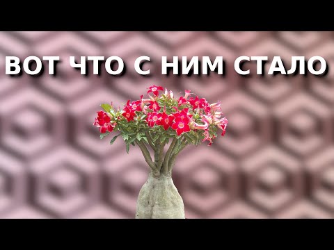 Видео: ВОТ ЧТО СТАЛО С АДЕНИУМАМИ, которые я сажал. Как изменились растения.