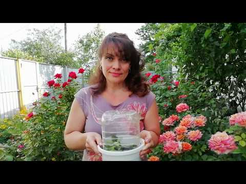 Видео: Результаты группового укоренения черенков каламондина: советую всем
