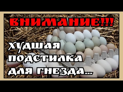 Видео: Не кладите ЭТО в гнёзда. Тумаки при инкубации. Аспергиллёз у кур