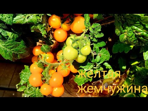 Видео: Желтая жемчужина декоративный мини томат  для ленивых.Сравниваем с Пиноккио Как сажать и ухаживать