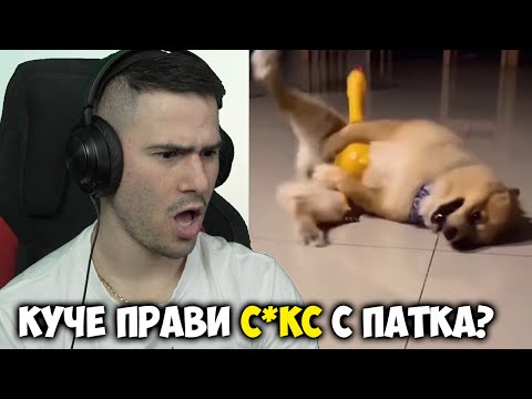 Видео: НАЙ-ШАНТАВИТЕ ЖИВОТНИ В ТИК ТОК