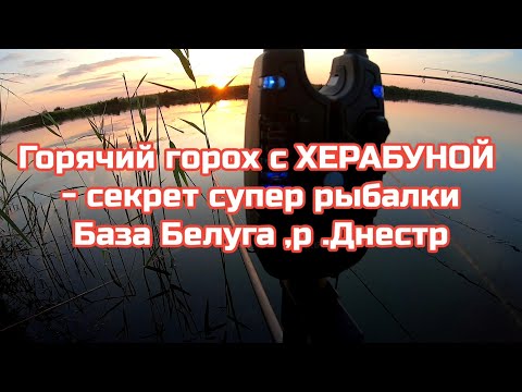 Видео: Горячий горох и ХЕРАБУНА секрет супер клёва КАРПА ,.База Белуга р.Днестр